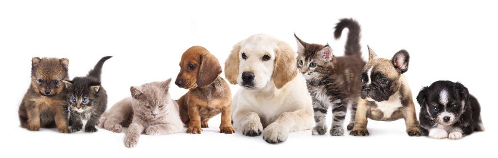 Petz — cães e gatos
